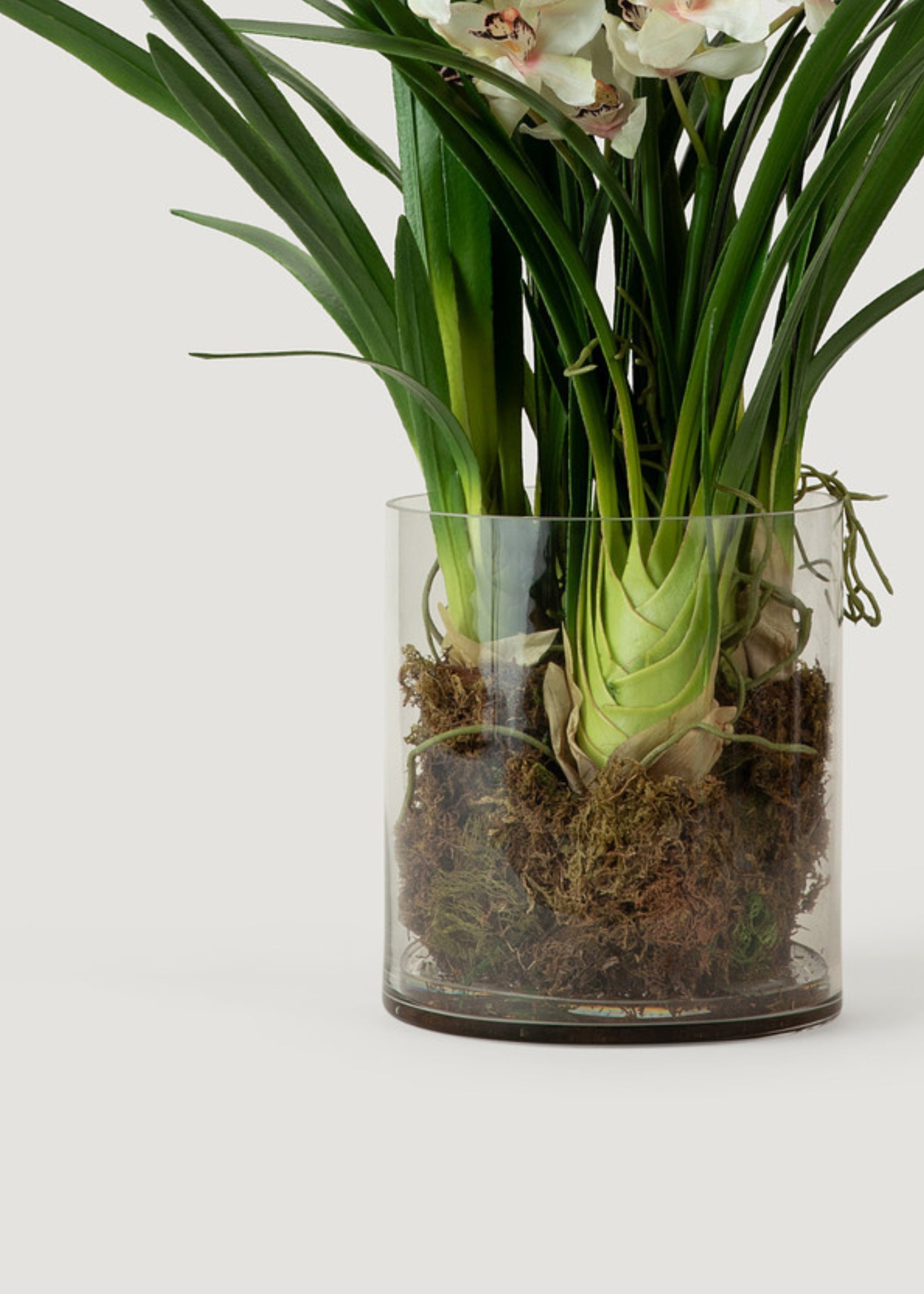 SALE - Cymbidium Orchid Potted Fake Plant in Glass Vase - 36"
